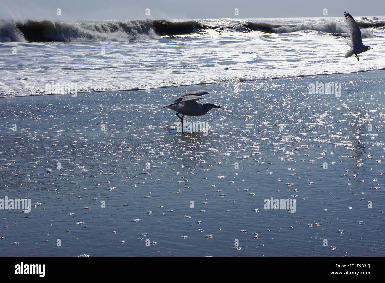 Möwen am Strand ausziehen. Stockfoto