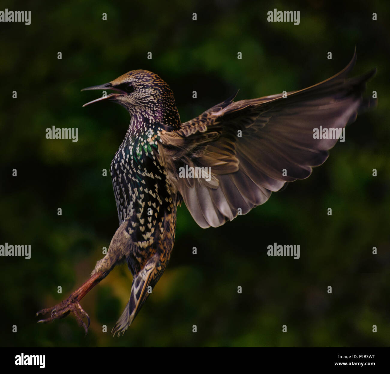 Starling kommen, um auf Hochtouren zu landen. Stockfoto