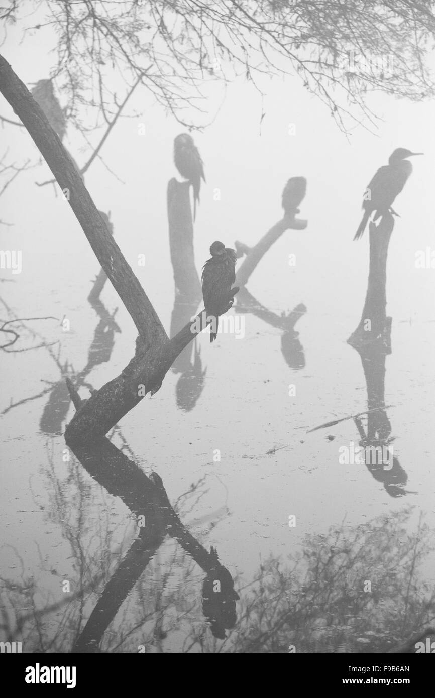 Am frühe Morgen im Laufe des Monats Dezember ist in der Regel im Keoladeo National Park, Bharatpur nebelig. Stockfoto