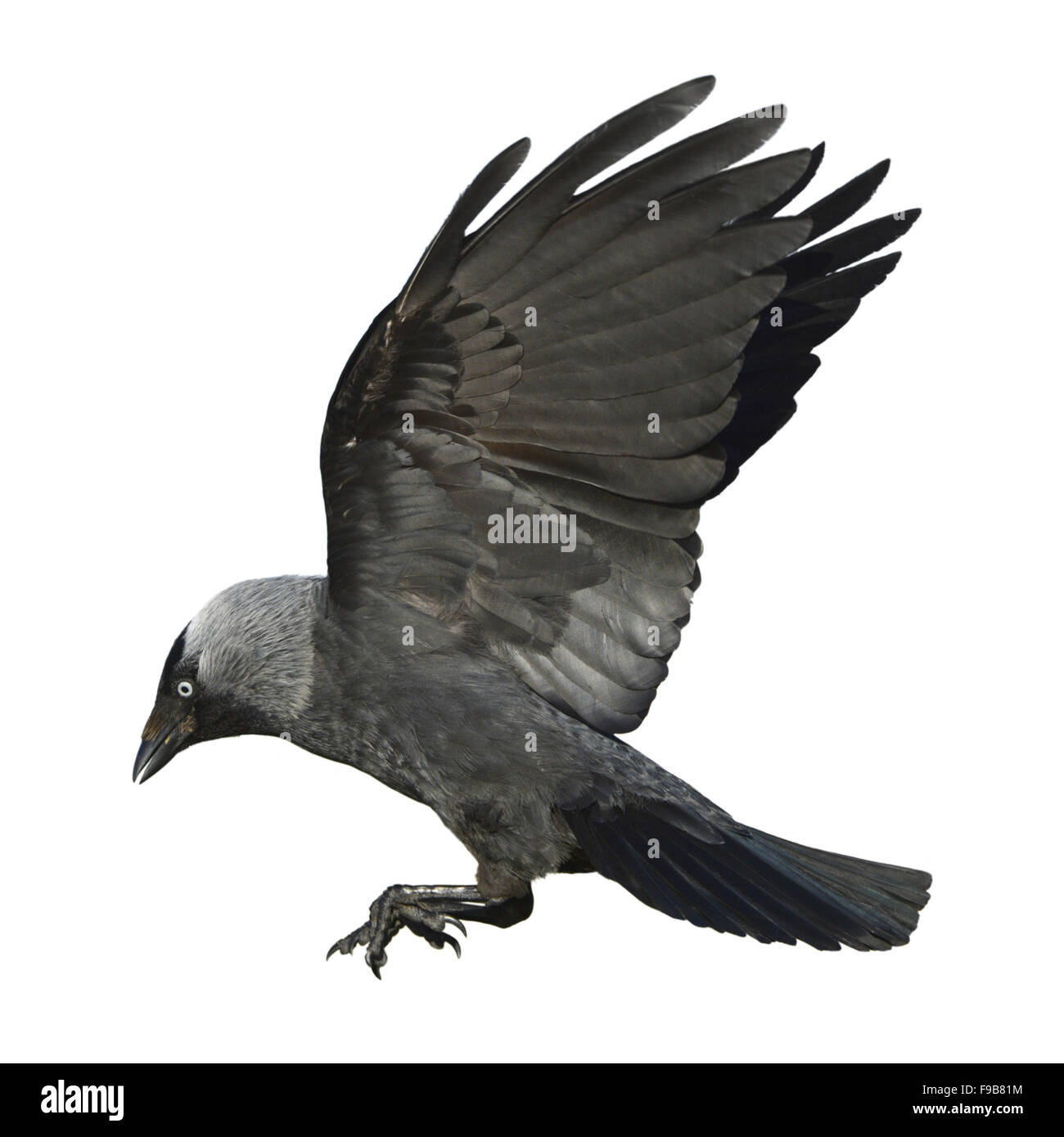 Dohle - Corvus monedula Stockfoto