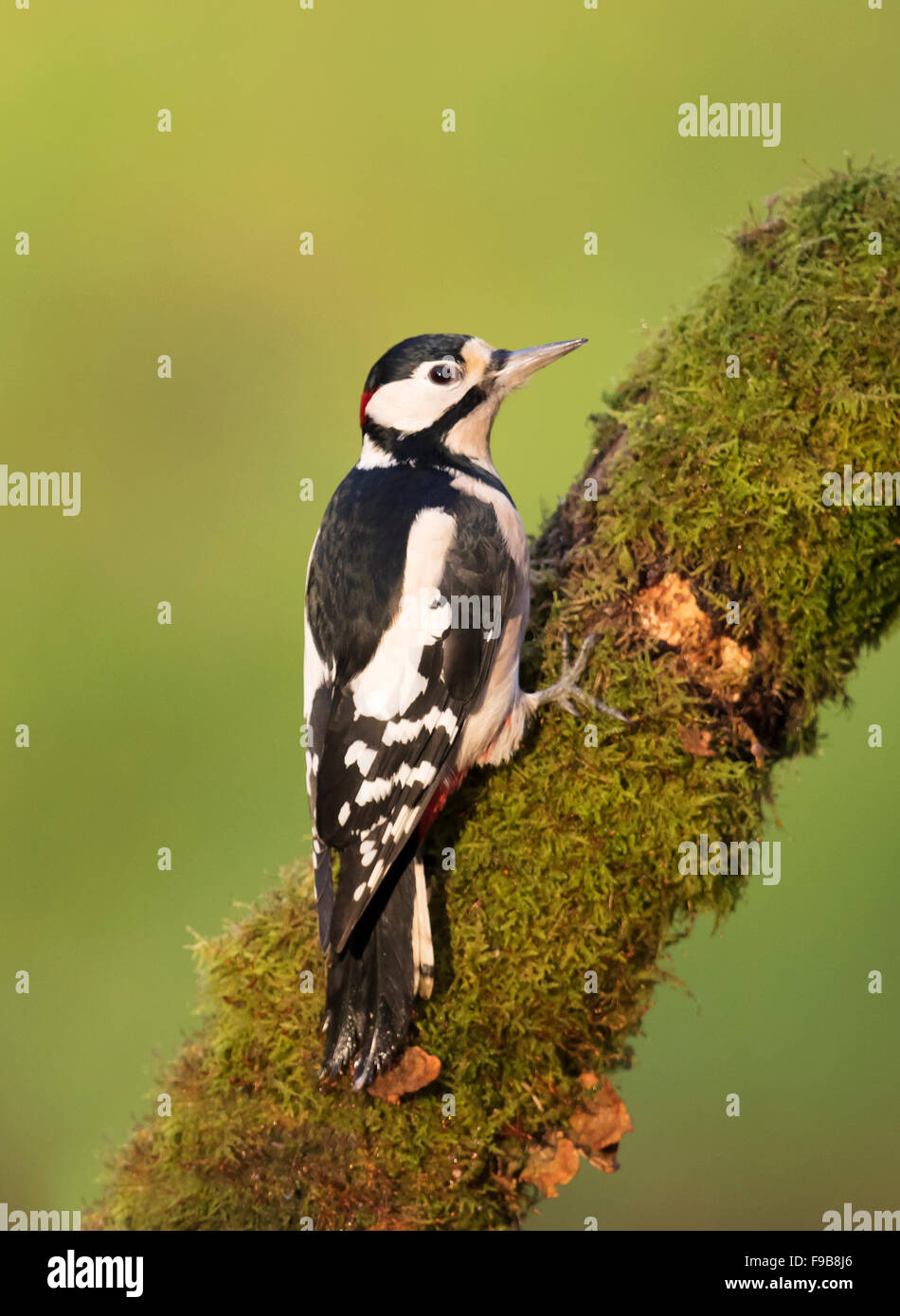 Buntspecht (Dendrocopos großen) auf Moos bedeckt Baum, die auf der Suche nach Insekten Stockfoto