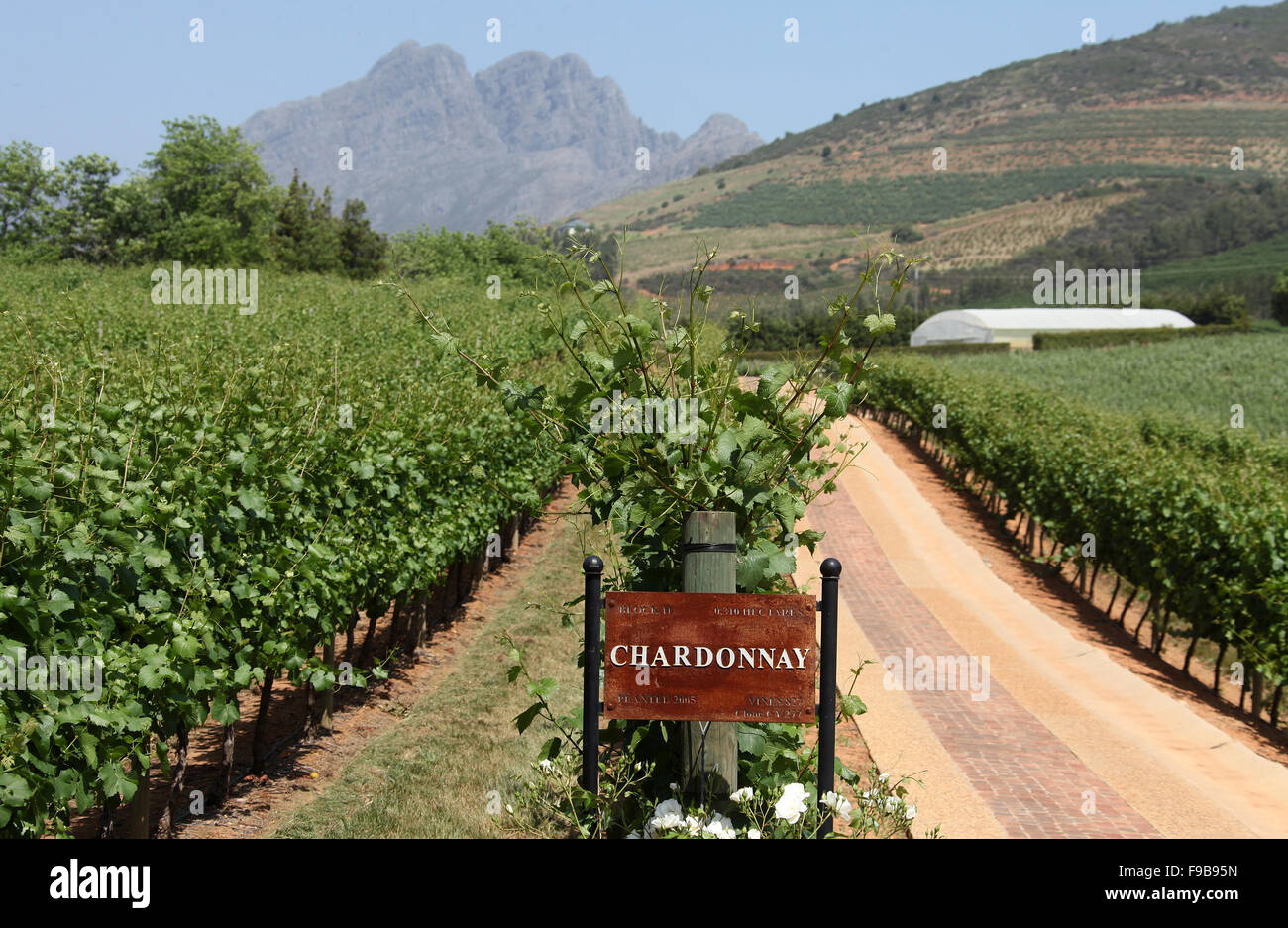 Chardonnaytrauben wachsen auf Delaire Graff Estate in Western Cape Winelands in Südafrika Stockfoto