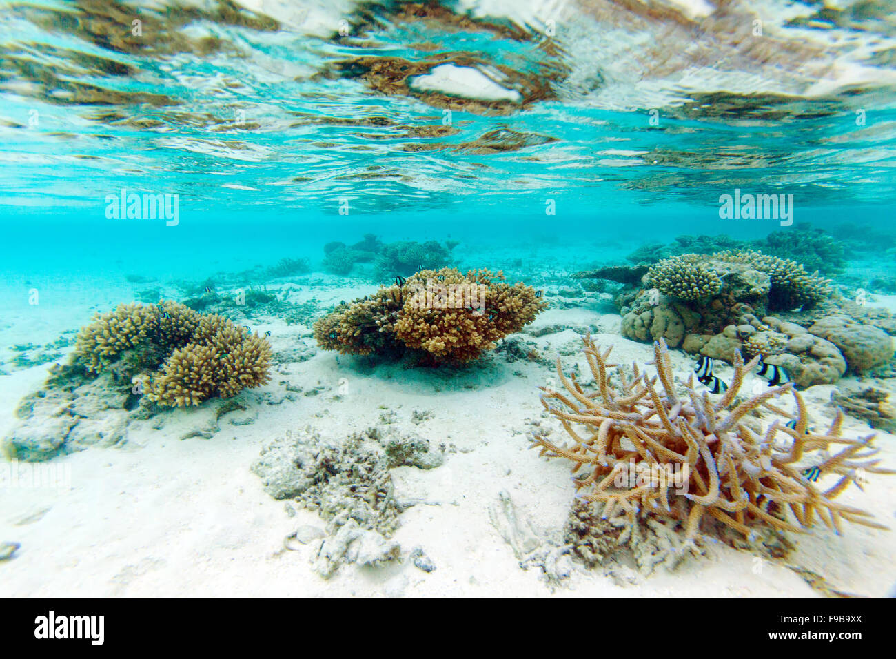 Flachwasser Coral Reef, Maldives Stockfoto