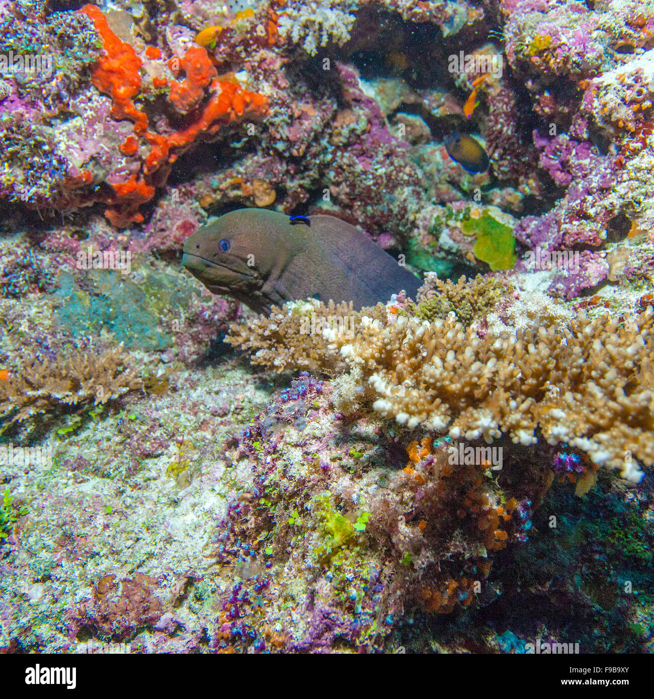 Die Riesen Muräne (Gymnothorax Javanicus), Malediven Stockfotografie