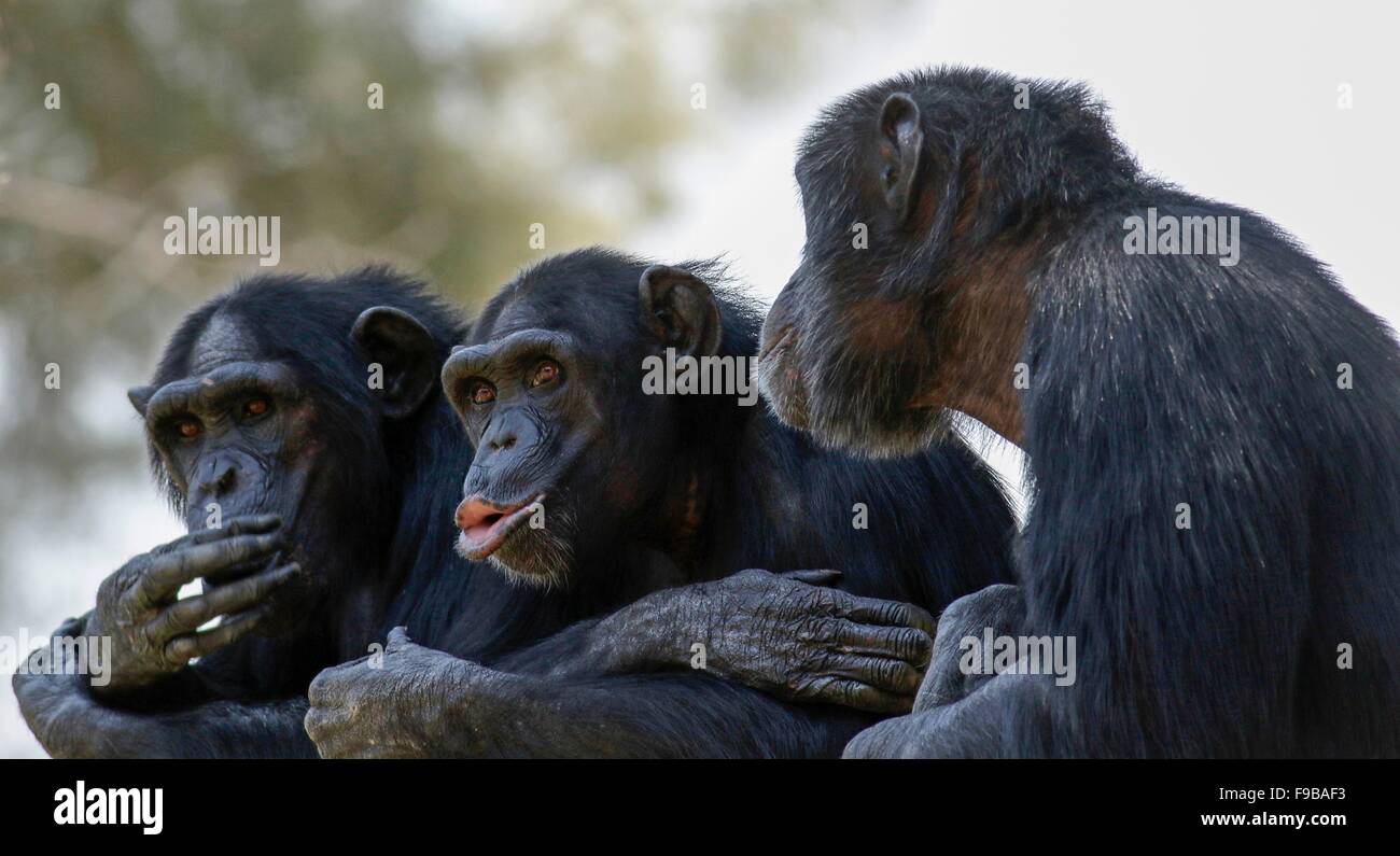 Drei Schimpansen Geselligkeit a la sprechen nichts Böses, nichts Böses hören, sehen, nichts Böses. Stockfoto