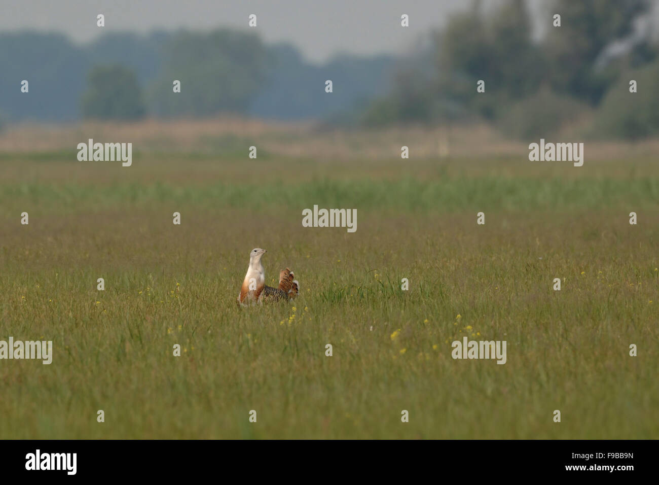 Männliche Großtrappe / Grosstrappe ( Otis tarda ) in Zuchtkleidung spaziert in ihrem typischen Lebensraum mit weiten Wiesen, Wildtieren, Europa. Stockfoto