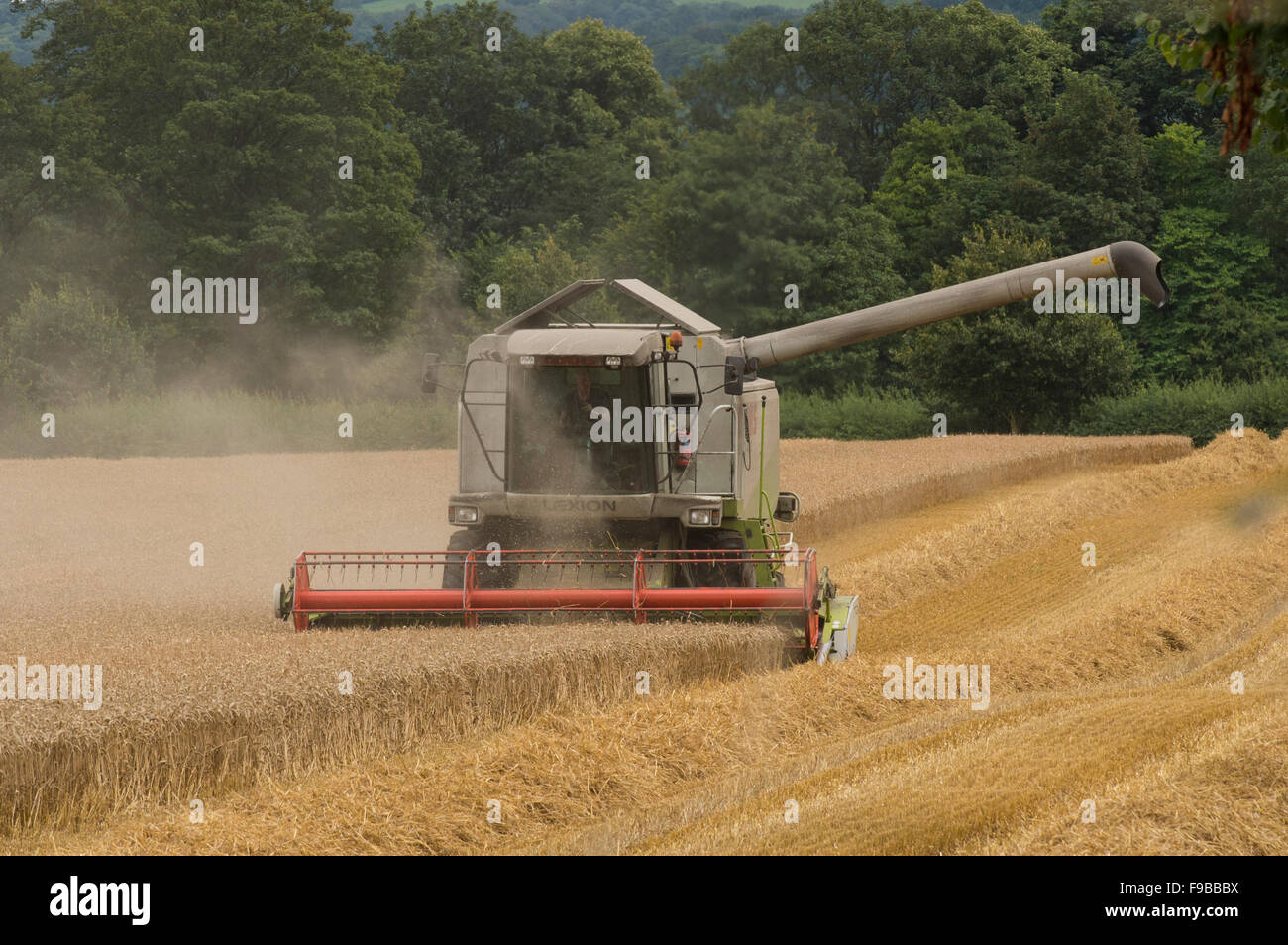 Leistungsstarke landwirtschaftlichen Maschine (Claas Mähdrescher) arbeiten im Weizenfeld Schneiden reif Getreide Ernte bei Ernte - North Yorkshire, England, UK. Stockfoto