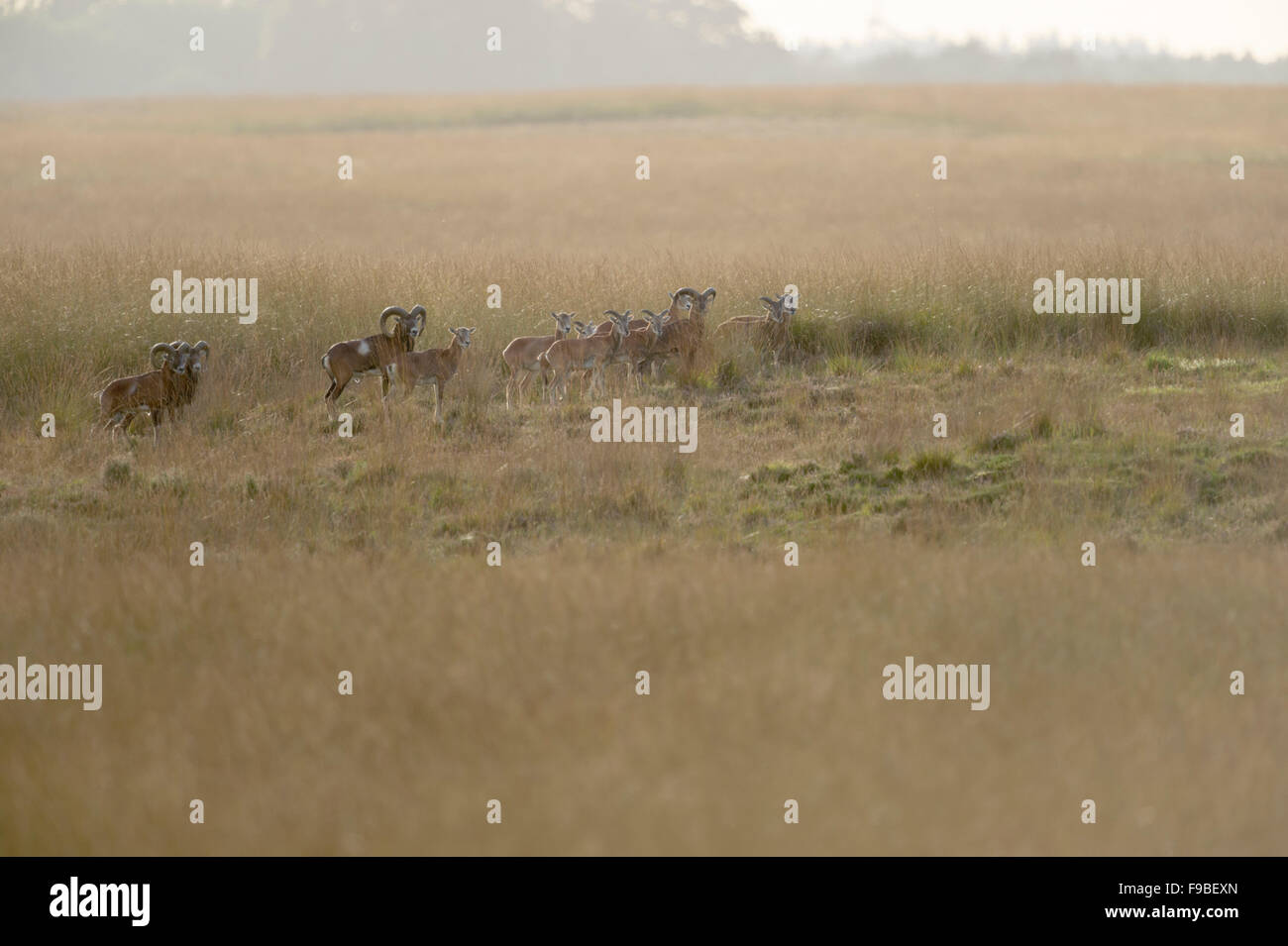 Herde europäischer Muffelwild ( Ovis orientalis musimon), in offener Steppe, typischer Lebensraum, herbstliche Farben, Europa. Stockfoto