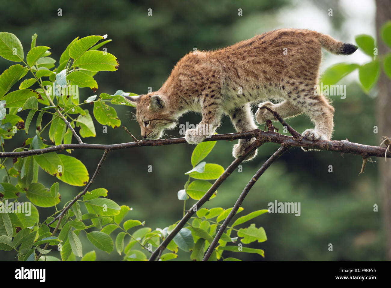Junge eurasische Luchs / Eurasischer Luchs (Lynx Lynx) balanciert geschickt auf einem dünnen Ast. Stockfoto