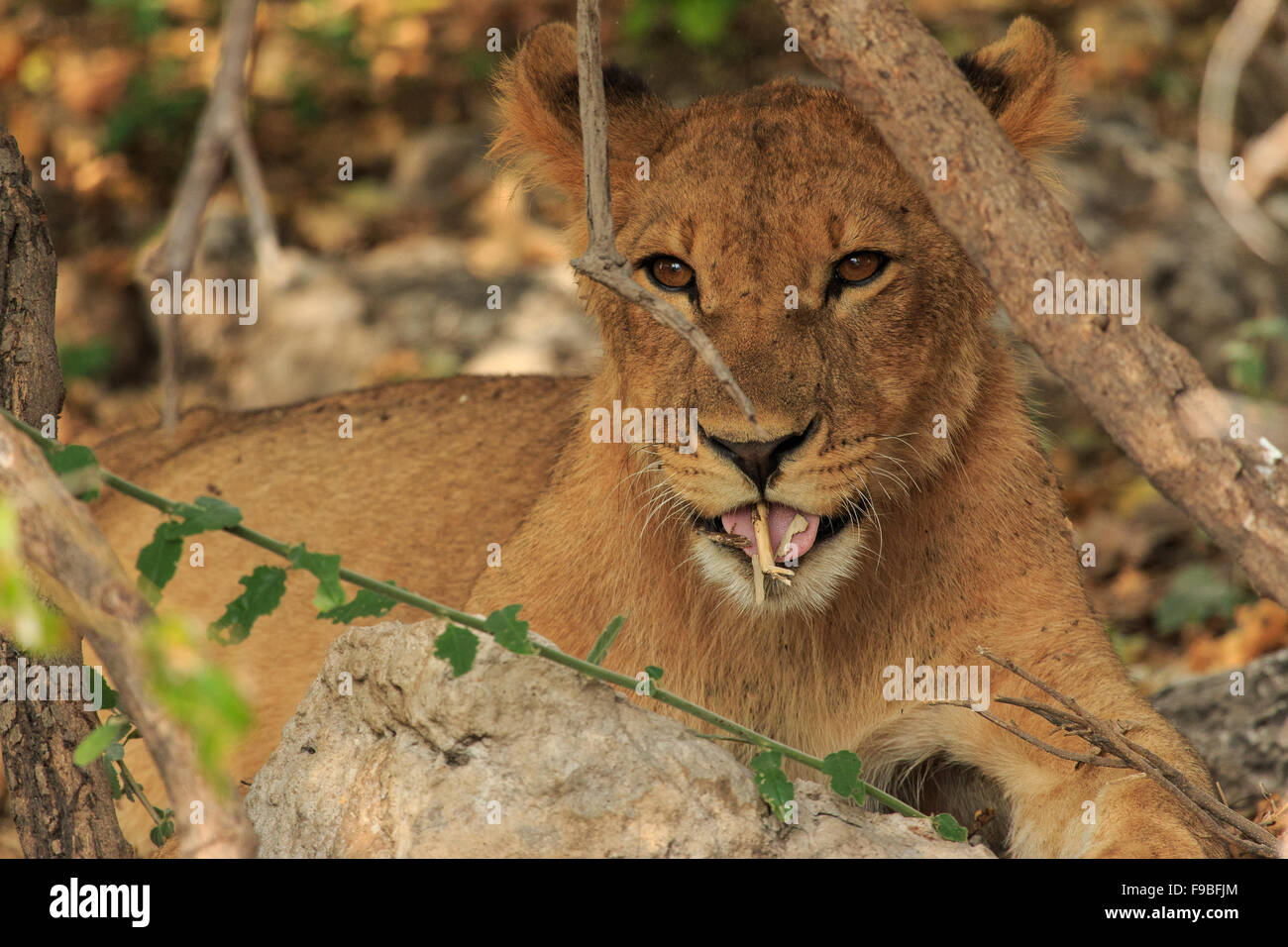 Niedliche Löwenjunges spielen mit Stock und liebenswert. Wildpflanze in den wilden Botswana, Afrika. Stockfoto