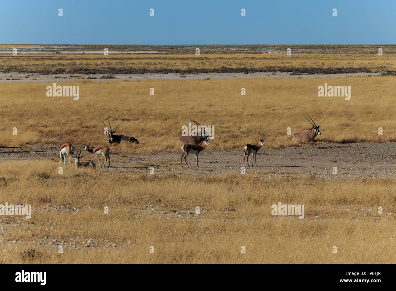 Gruppe Gemsbock, Oryx oder Oryx und Impala im Bereich Namib-Wüste Namibia Afrika stehen. Lange große Antilopen Horn. Stockfoto