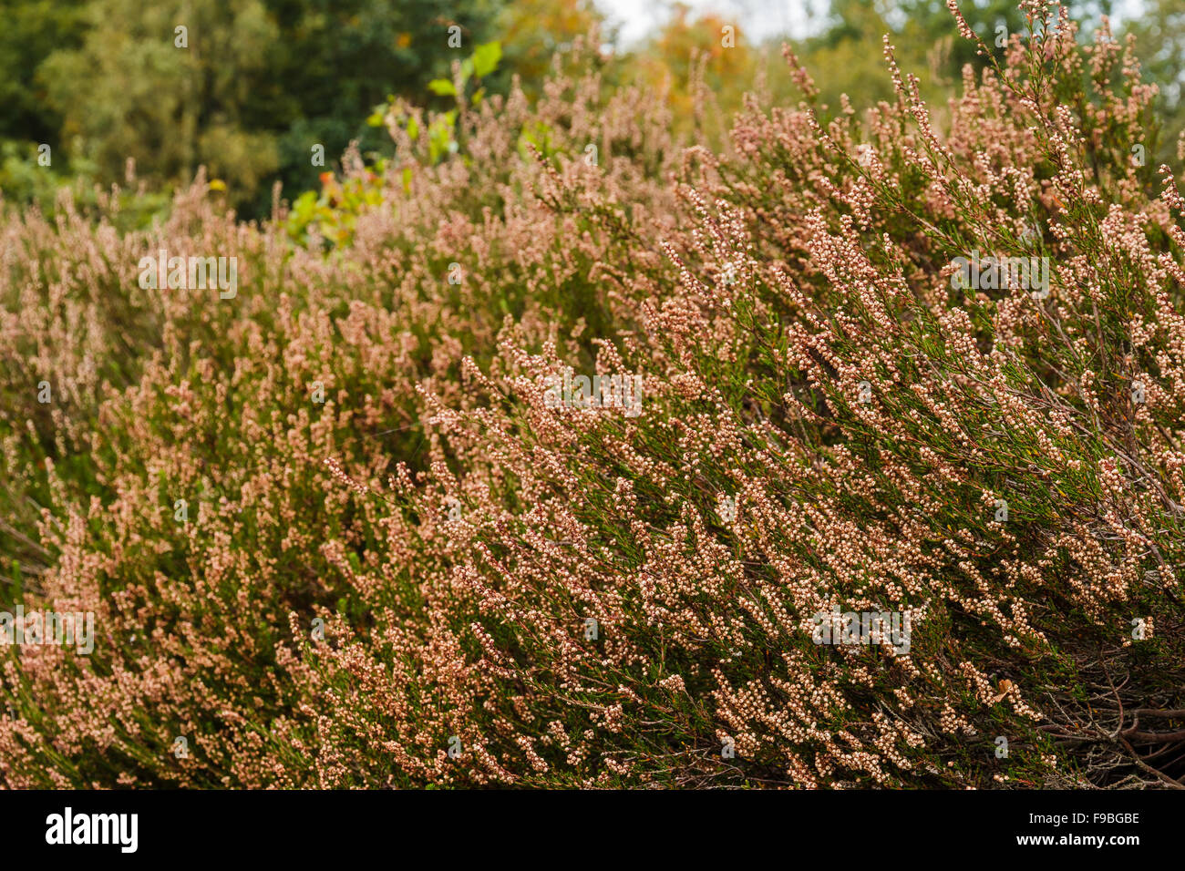 Heide-Vegetation im Herbst nach der Blüte. Schöne rosa Farben bleiben in der Herbstsonne. Drenthe, Niederlande. Stockfoto