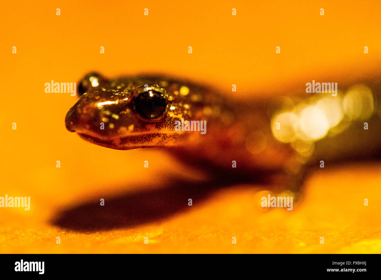 Red-backed Salamander Peerings mit schwarzen Augen mit goldenem Hintergrund Stockfoto