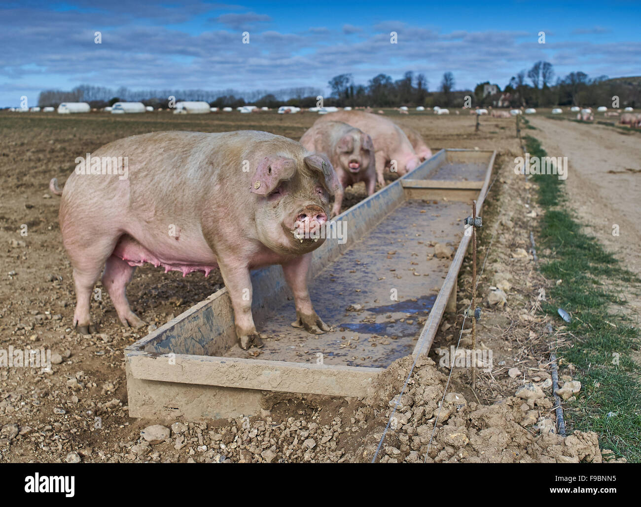 Schweine füttern auf einem organischen, aus Freilandhaltung Schweinefarm Stockfoto