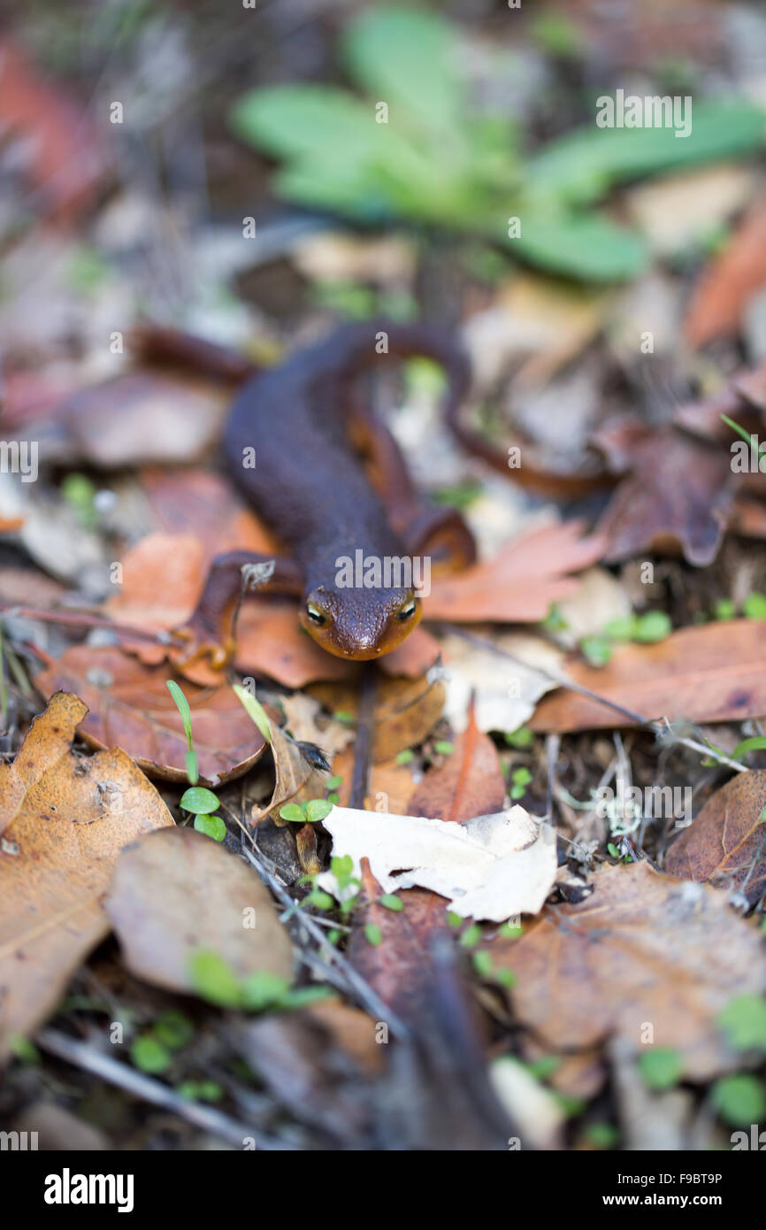 Kalifornien Newt, Taricha Torosa, in Blättern Stockfoto