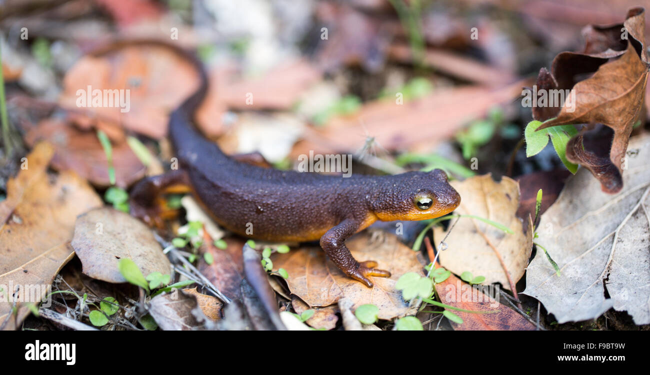 Kalifornien Newt, Taricha Torosa, in Blättern Stockfoto