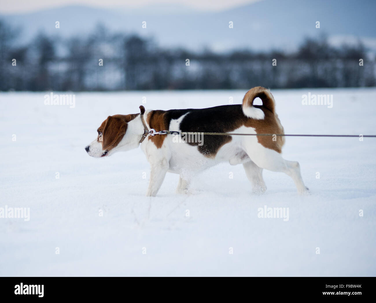 Ein Jagd-Hund draußen im Schnee Fuß Stockfoto