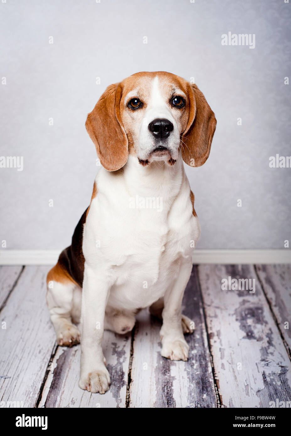 Niedliche Jagd Hund Portrait auf Holzboden Stockfoto