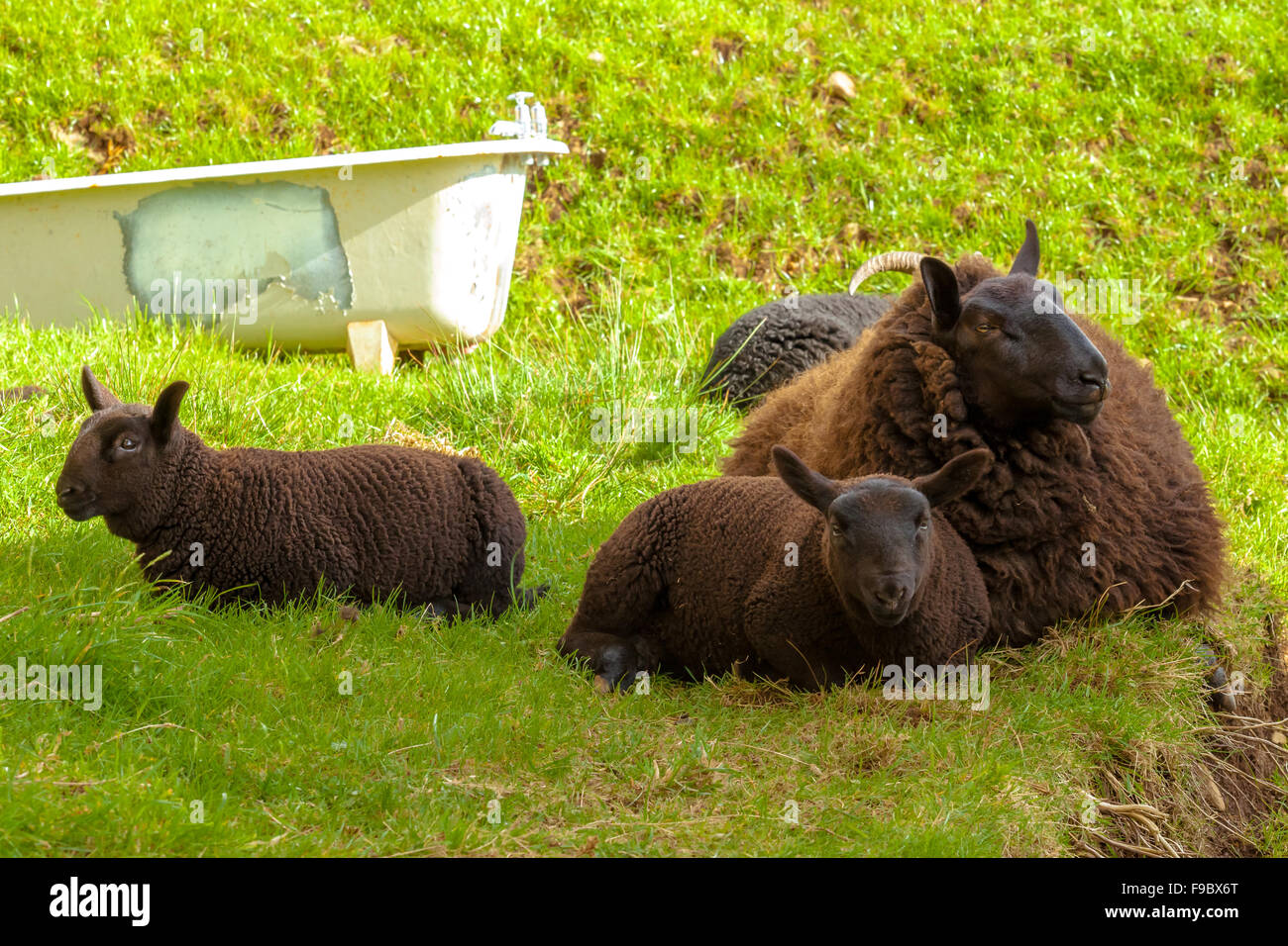 Highlander Black Sheeps Stockfoto