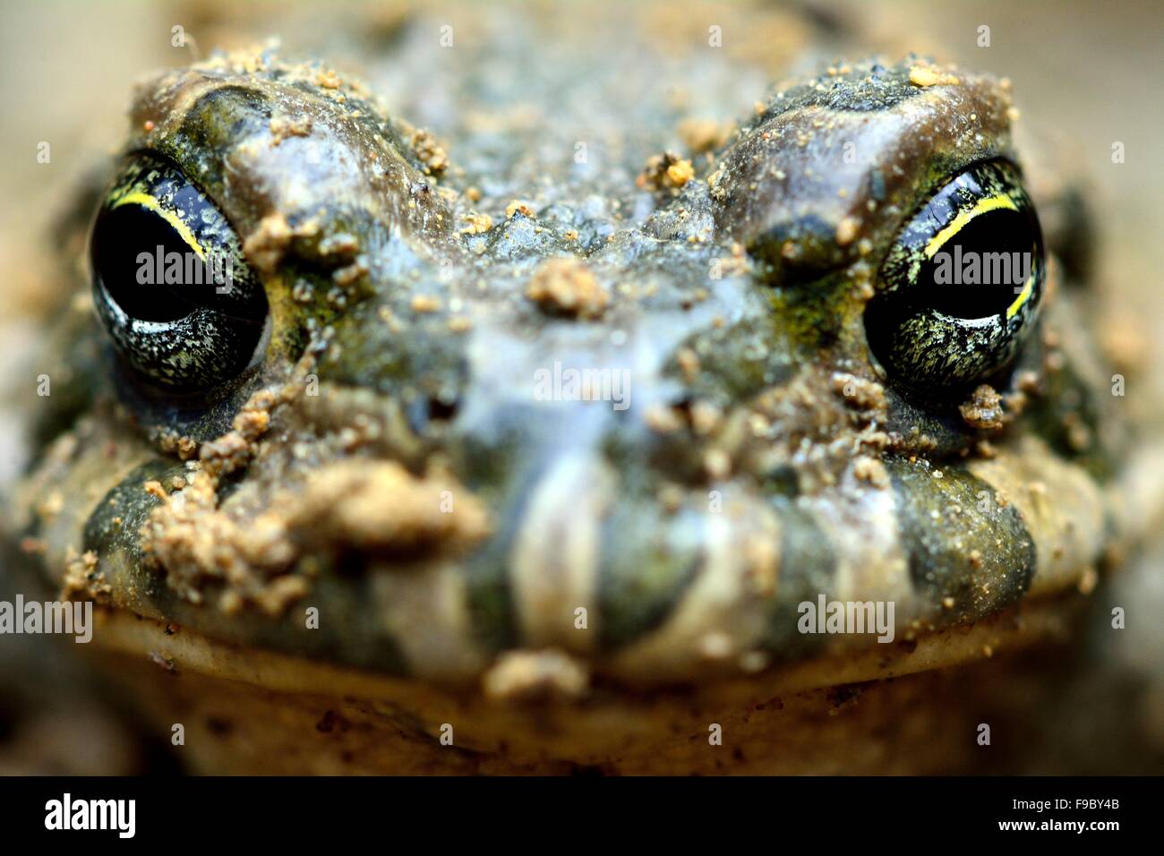 Kaspische Kröte (Pseudepidalea Variabilis) frontal auf eine braune Wiese in Baku, Aserbaidschan Stockfoto