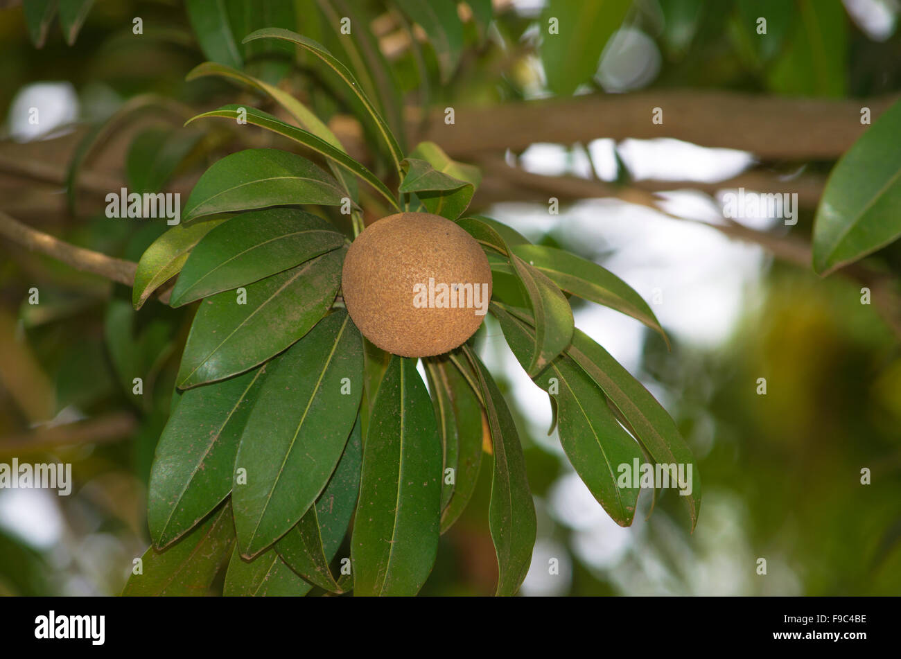 Frucht von Asien von Mamey amerikanischen (American Aprikose) immergrüner Baum Stockfoto
