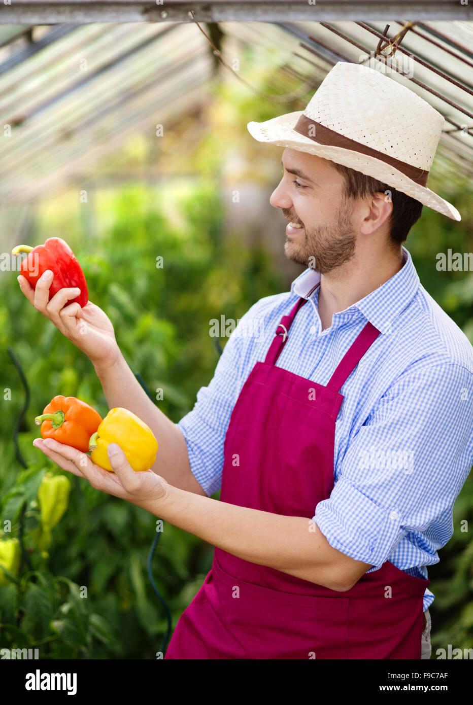 Junge männliche Gärtner arbeiten im Gewächshaus Stockfoto