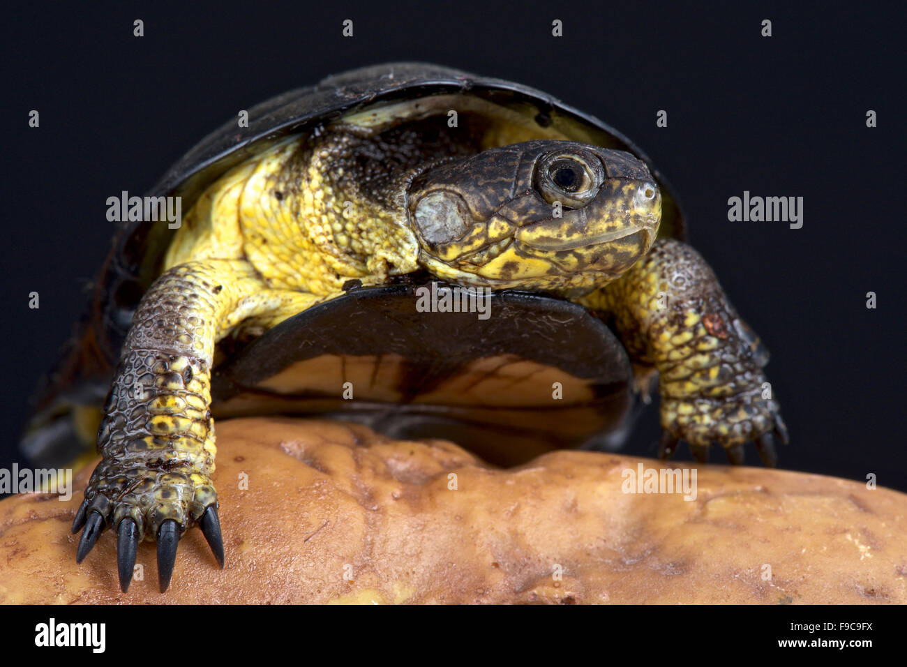 Afrikanische Zwerg Schlamm Schildkröte (Pelusios Nanus) Stockfoto