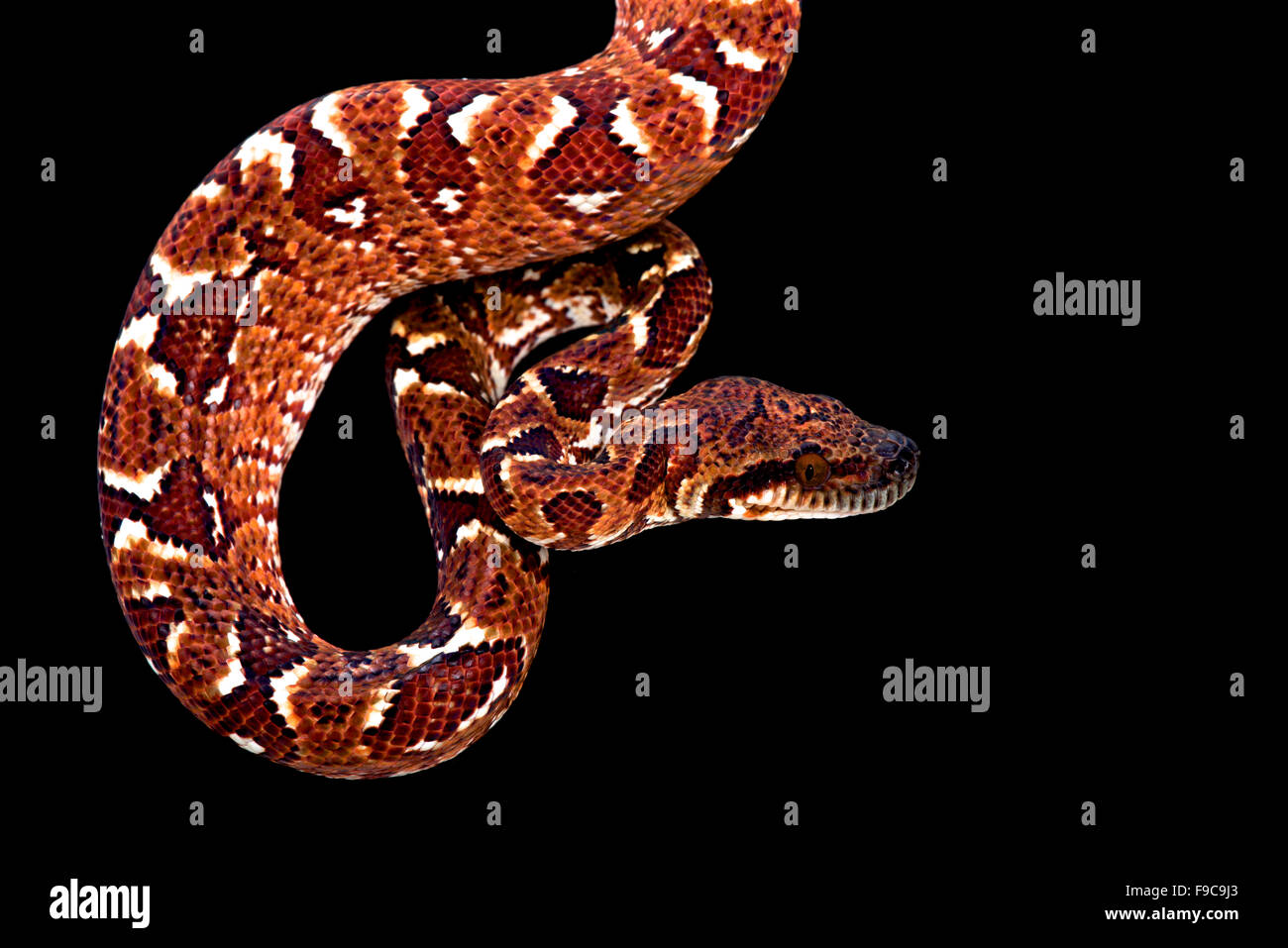 Madagaskar-Baum-Boa (Sanzinia Madagascariensis) Stockfoto