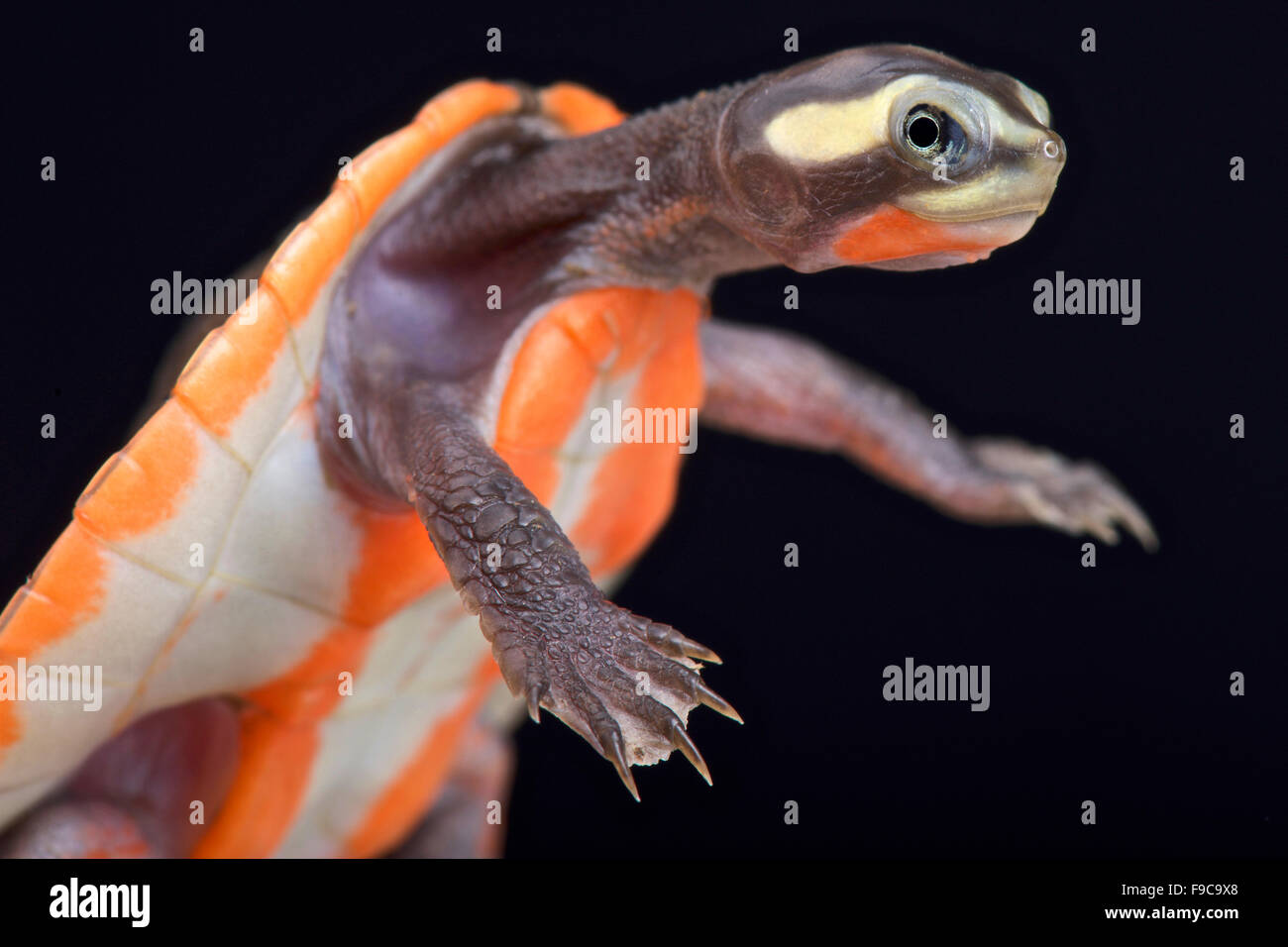 Rotbauch-Shortneck Schildkröte (Emydura Subglobosa) Stockfoto