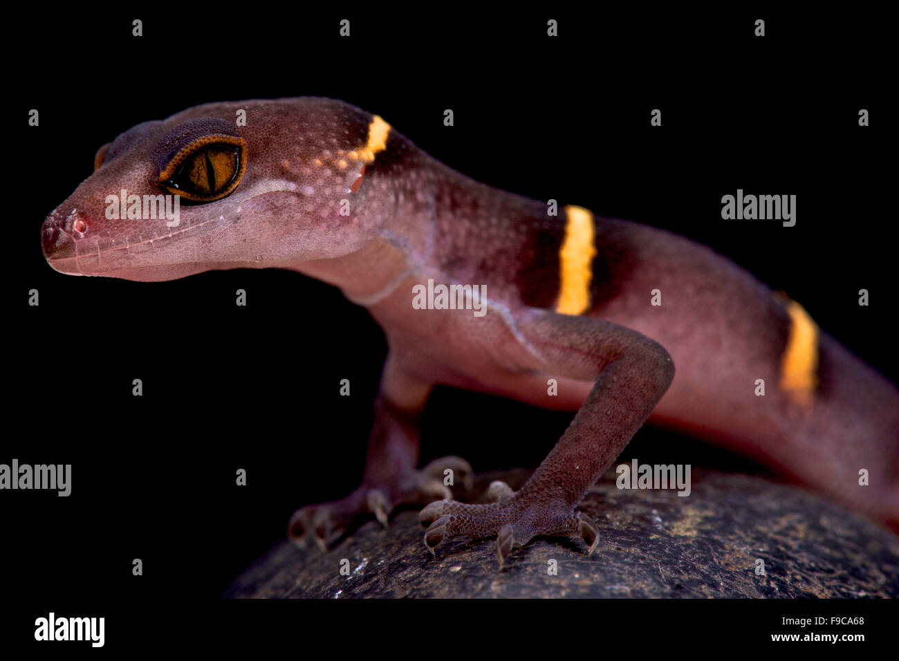 Vietnamesische Höhle Gecko (Goniurosaurus Lichtenfelderi) Stockfoto