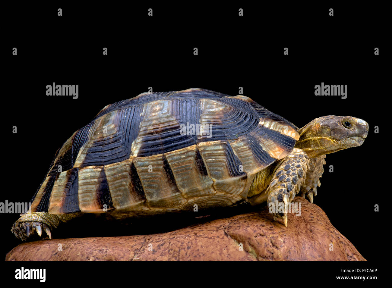 Ausgestoßenen Schildkröte (Testudo Marginata) Stockfoto