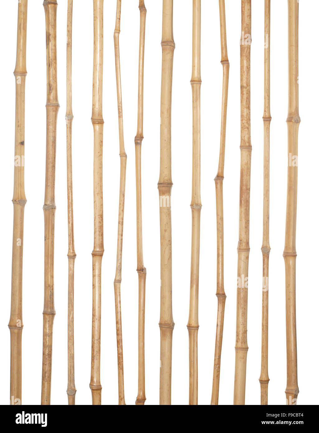 Die Stämme der verschiedenen dicken trockenen Bambus isoliert auf weißem Hintergrund. Stockfoto