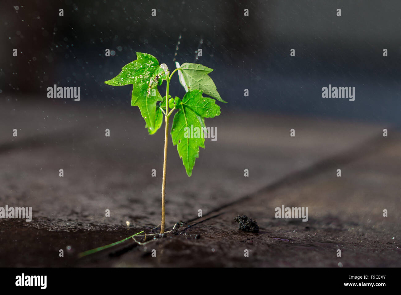 Eine kleine grüne Pflanze wächst auf Holz mit Regen fällt Stockfoto