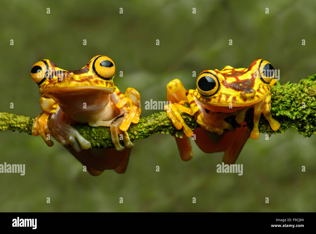 Zwei Imbabura Treefrogs (Hypsiboas Pictuator), Treefrog Familie (Hylidae), Choco Regenwald Ecuadors Stockfoto