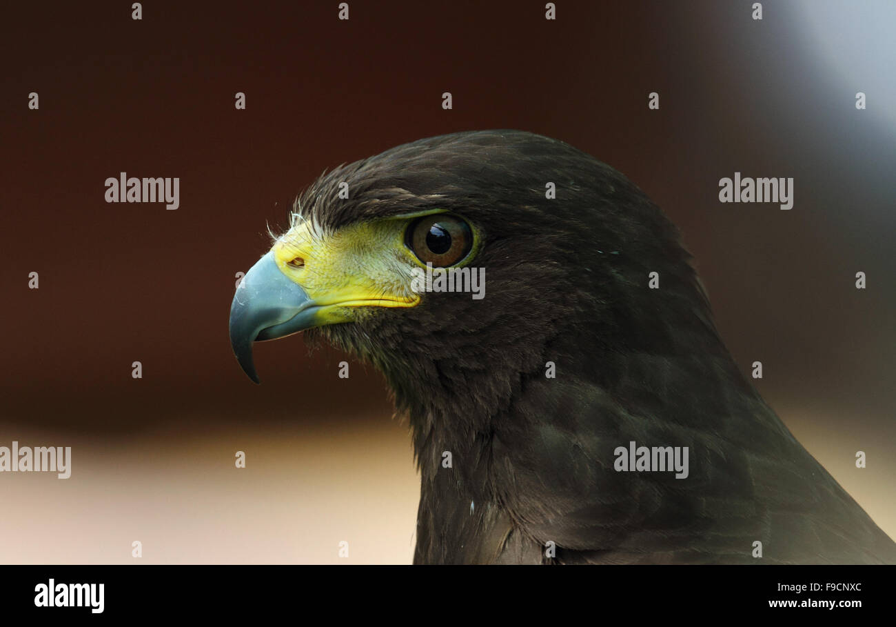 Zwergadler Stockfoto