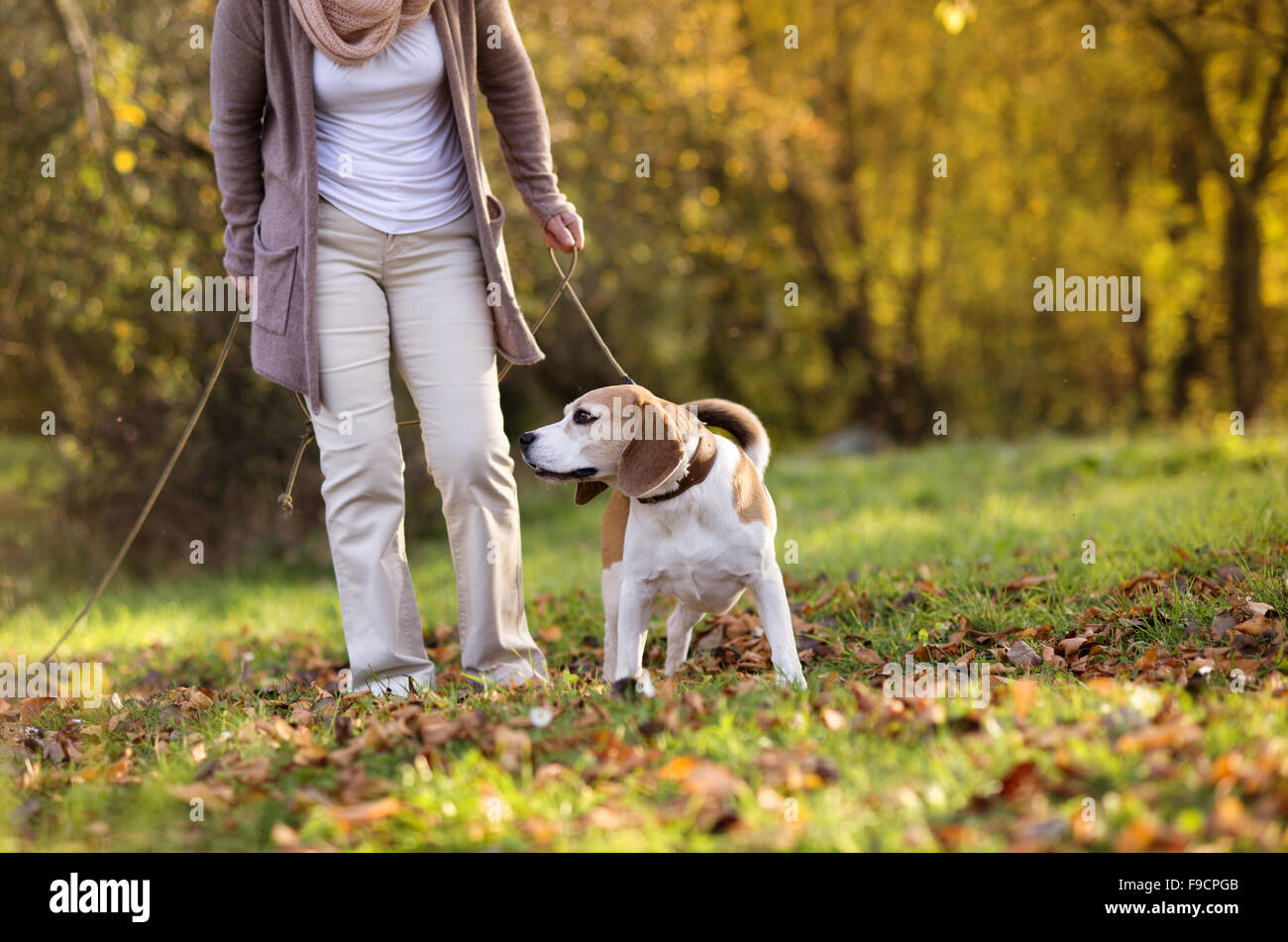 Senior Frau zu Fuß ihre Beagle-Hund in Landschaft Stockfoto