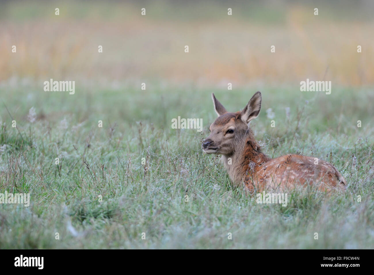 Fawn von Red Deer/Rothirsch (Cervus elaphus) ruht in Tau nasses Gras, blickt über ihre Schulter, Europa. Stockfoto