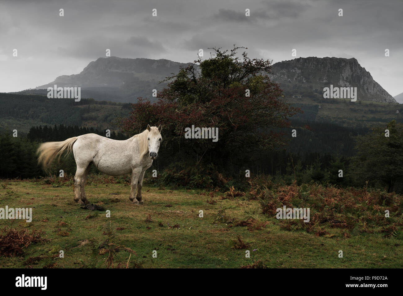Epische weißes Pferd Stockfoto