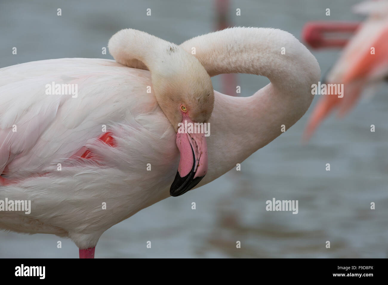 Rosaflamingo, Rosaflamingo, Rosa-Flamingo, Flamingo, Phoenicopterus Roseus, Le Flamant rose Stockfoto