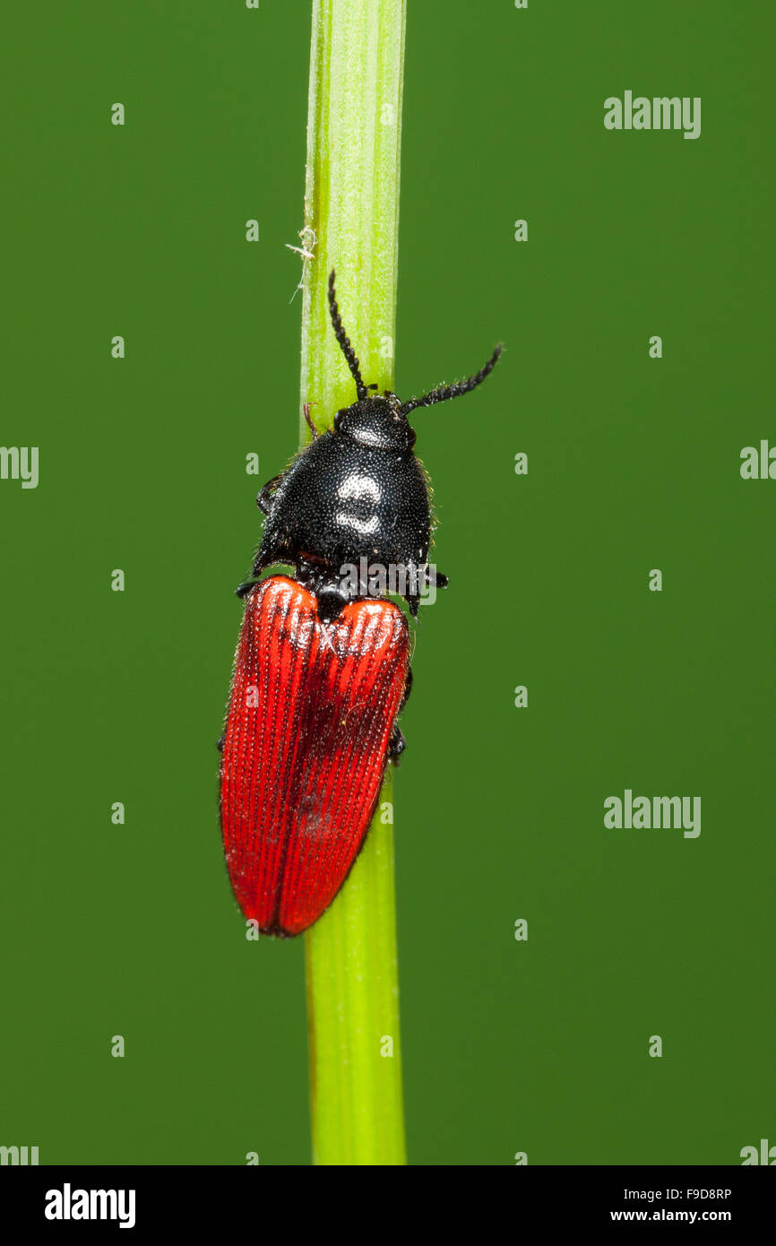 Kardinal Click Beetle, Roter Schnellkäfer, Rotdecken-Schnellkäfer Ampedus spec, Schnellkäfer, Elateridae, klicken Sie auf Käfer Stockfoto