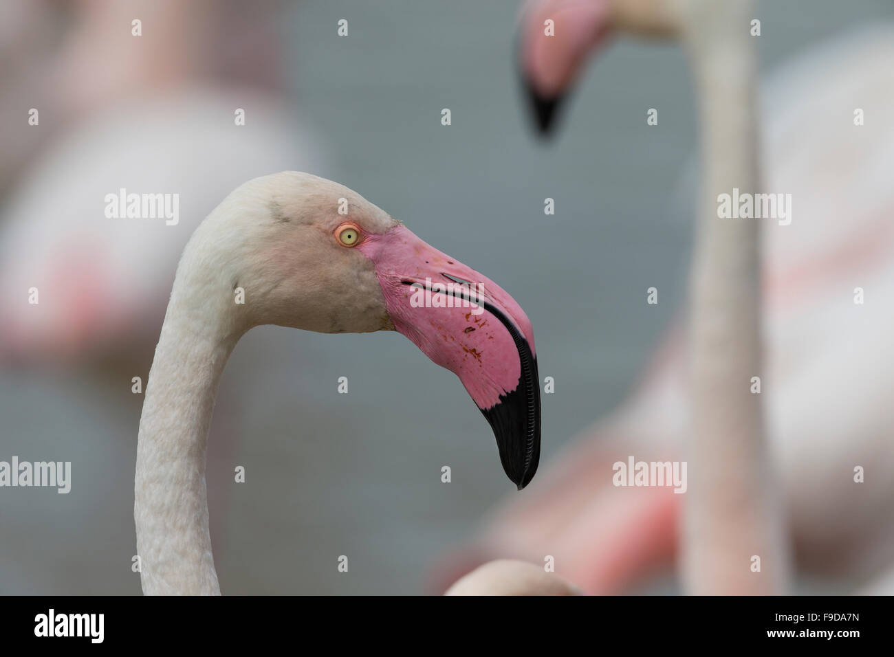 Rosaflamingo, Rosaflamingo, Rosa-Flamingo, Flamingo, Phoenicopterus Roseus, Le Flamant rose Stockfoto
