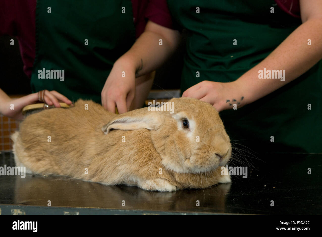 Flämische Riesenkaninchen Stockfoto