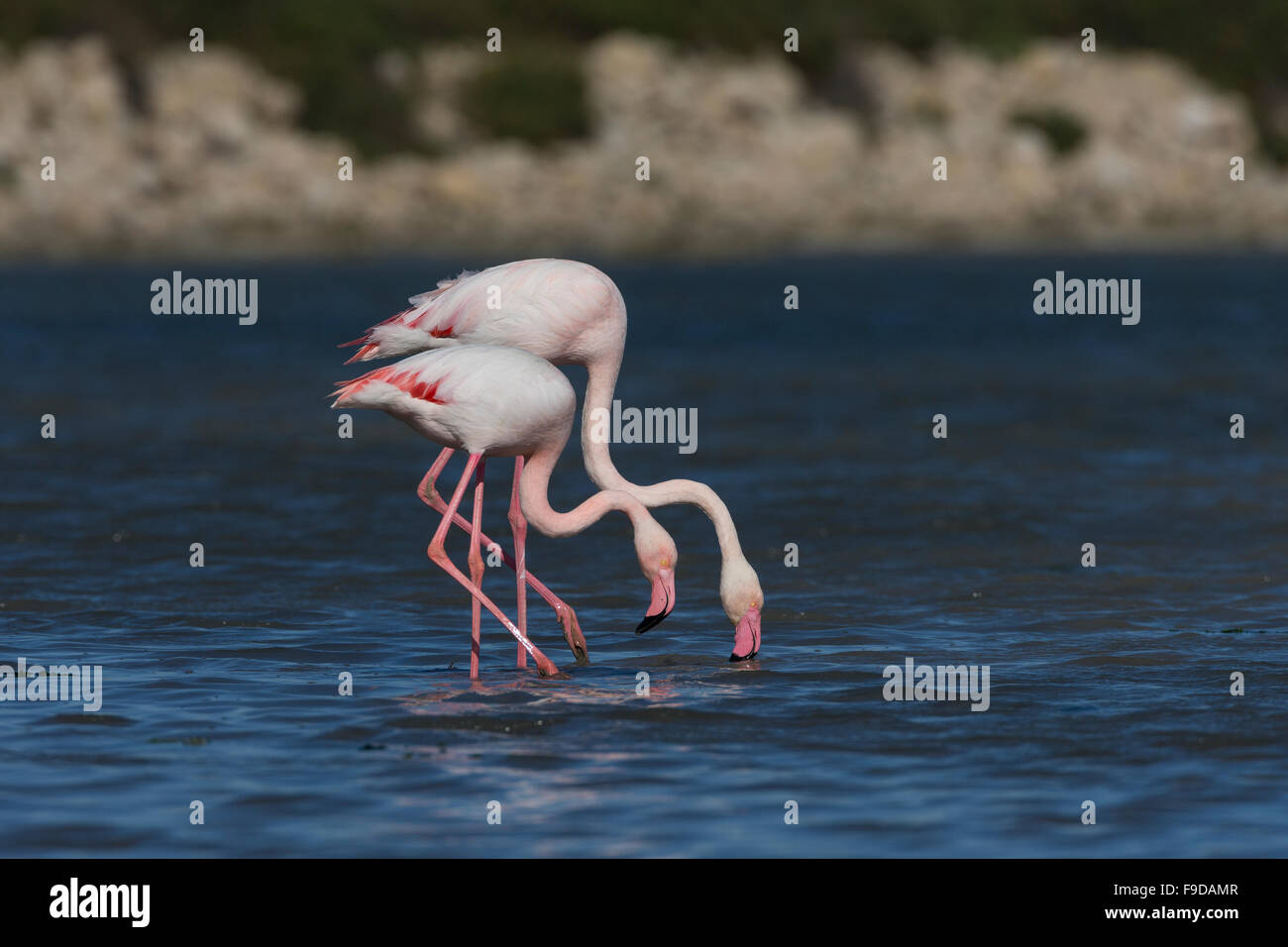 Rosaflamingo, Rosaflamingo, Rosa-Flamingo, Flamingo, Phoenicopterus Roseus, Le Flamant rose Stockfoto