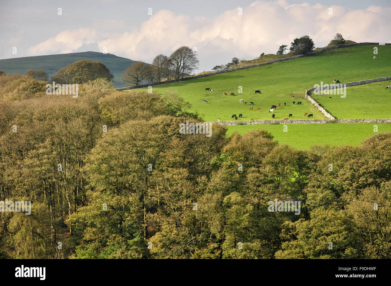 Grasende Kühe auf einer üppigen grünen Wiese in der Nähe von Hartington im Peak District, Derbyshire, England. Stockfoto