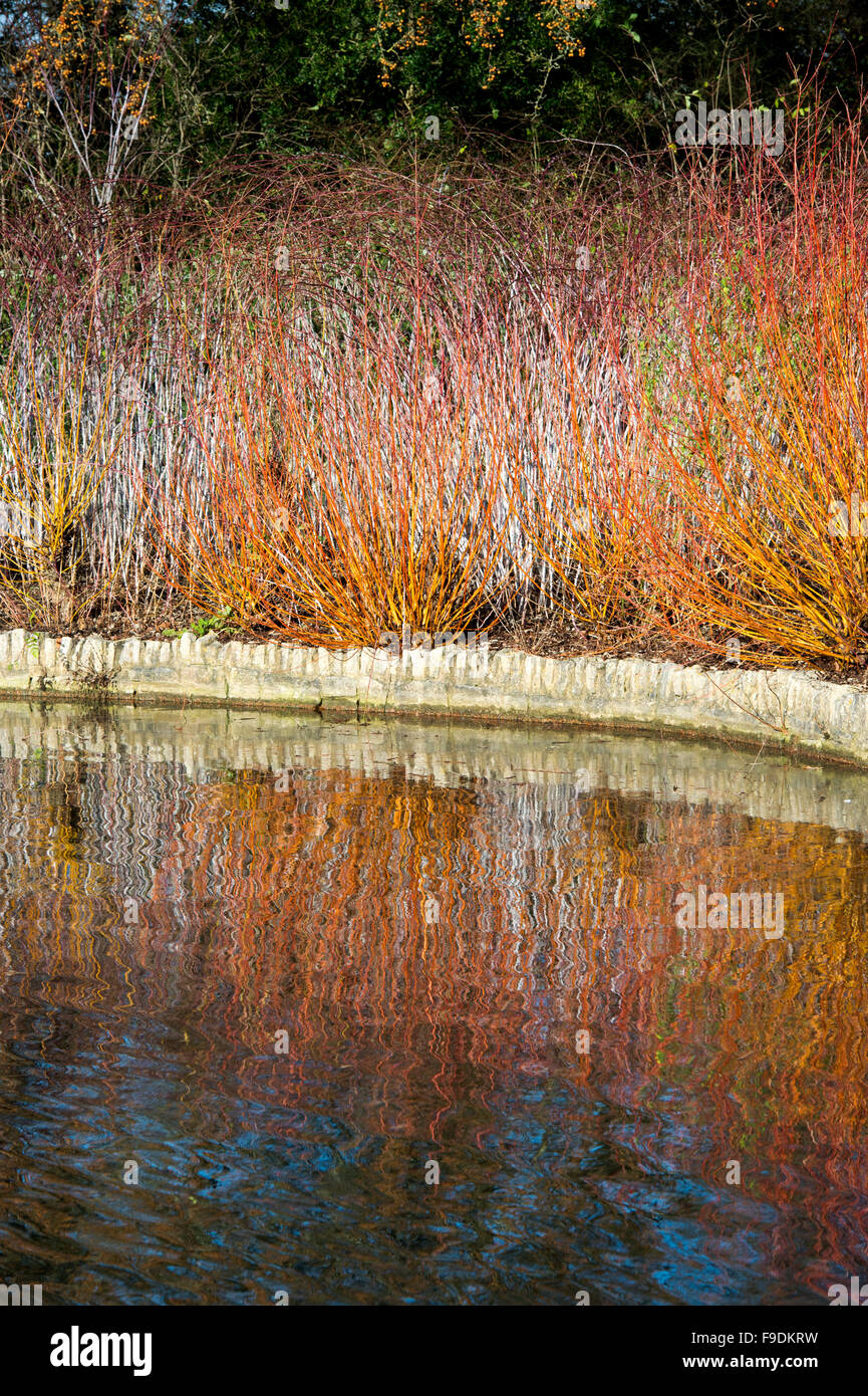 Salix Alba Vitellina Yelverton. Die „Yelverton“-Korallenrindenweide im Winter in den RHS Wisley Gardens, England Stockfoto