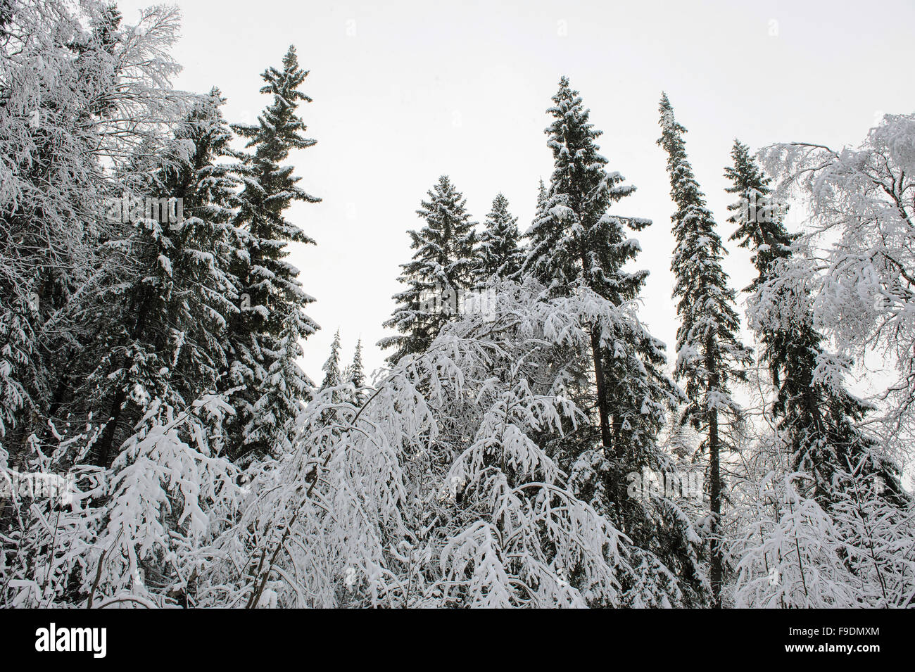 Taiga im frühen Winter mit Schnee und Raureif. Stockfoto