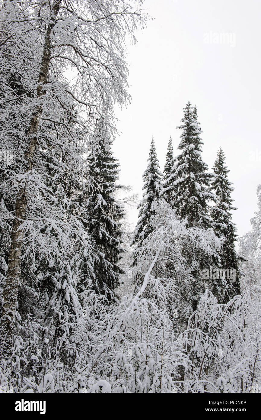 Taiga im frühen Winter mit Schnee und Raureif. Stockfoto