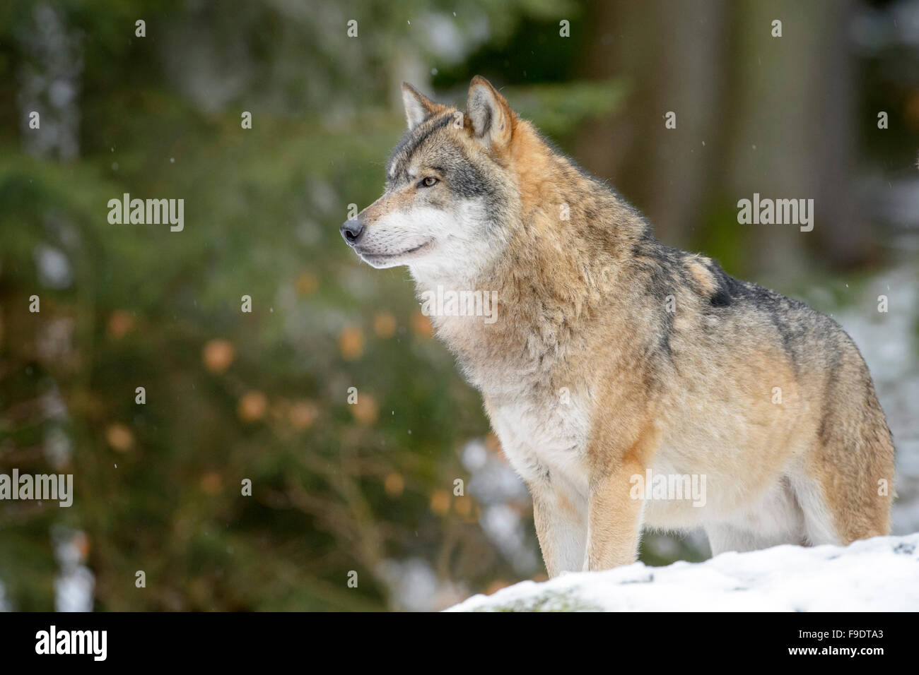 Erwachsenen eurasischen Wolf (Canis Lupus Lupus) nachschlagen und stehen im Schnee, Bayerische Wald, Deutschland Stockfoto