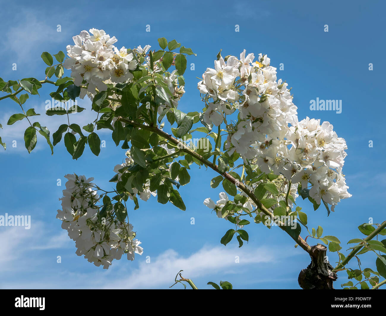 Hochzeit Tag Rosen auf eine stark beschnittene Klettern kräftig gestiegen Stockfoto
