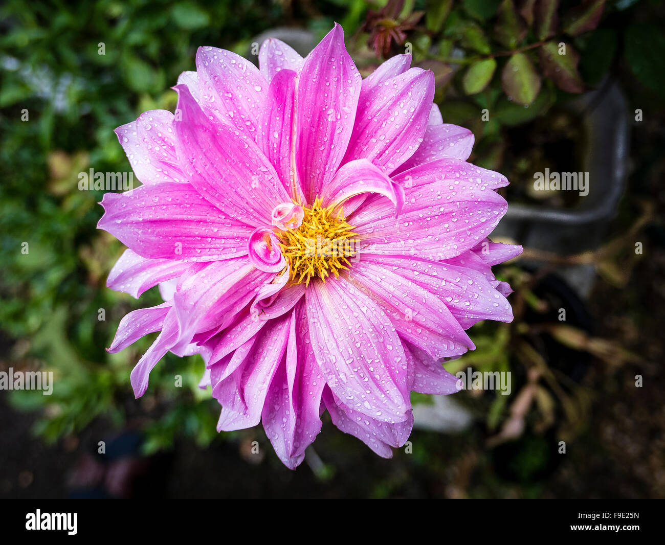 Dahlie 'Hamari Girl'-Blüte im September Stockfoto